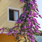 Danijel