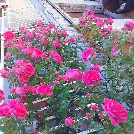 Danijel Appartamento